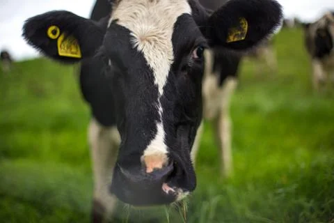 Irish Cow Stock Photos