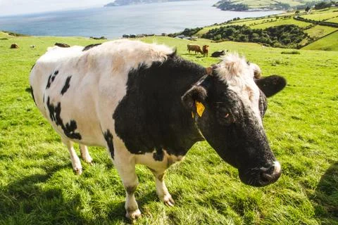 Irish Cow Stock Photos
