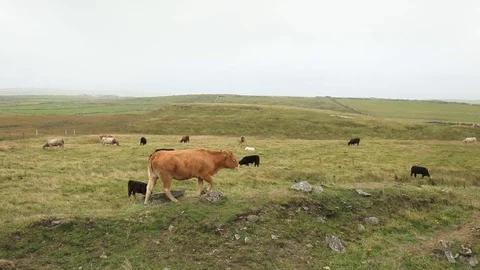 Irish Cows Stock Footage 94833783