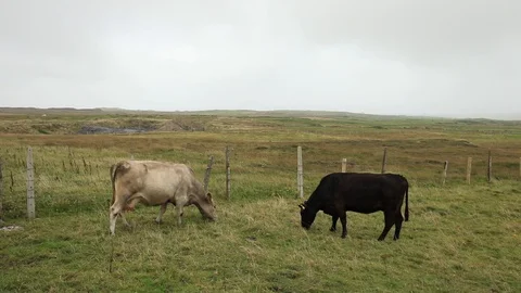 Irish Cows Stock-Footage 94833821