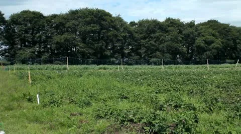 An Irish field in summer Video stock 10900875