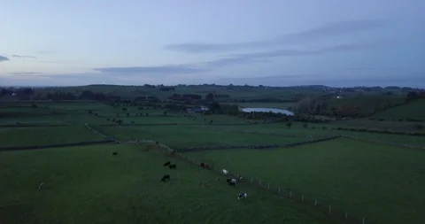 Irish fields at dusk with cows (Drone) Stock Footage 114937732