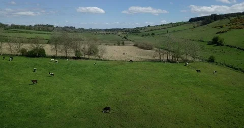 Irish fields with horses (Drone) Video stock 114942300