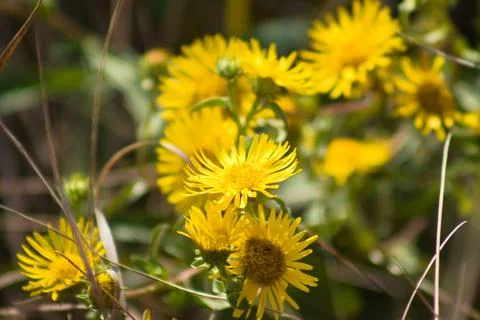 Irish fleabane in bloom closeup view with focus on foreground Stock Photos