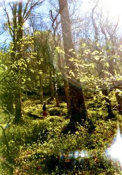 Irish forest, backlit sun and lens effects Stock Photos