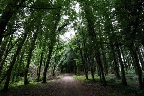 Irish forest with light streaming through Stock Photos