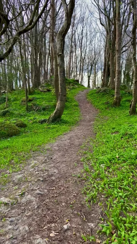 Irish forest path Video stock 175894711