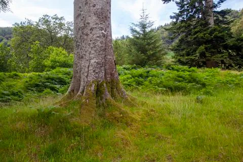 Irish forest Stock Photos