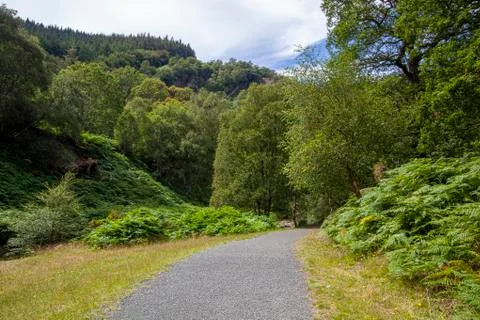 Irish forest Stock Photos