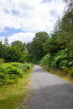 Irish forest Stock Photos