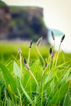 Irish Grass Sprouts Stock Photos