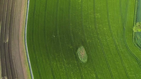 Irish green field with small cloudlet 库存影片 243818609