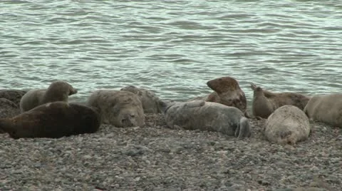 Irish grey seals (1/3) Stock Footage 10889794