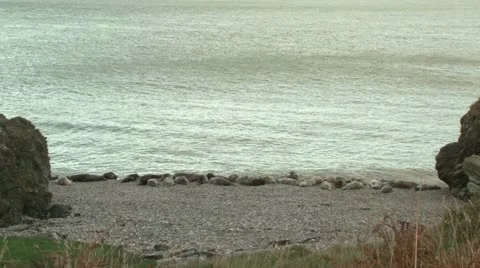 Irish grey seals (2/3) Stock Footage 10889476