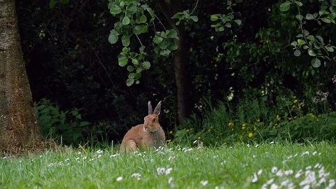 Irish Hare Hops Away County Fermanagh Northern Ireland Stock Footage 98283928
