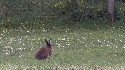 Irish Hare Sits in Paddock County Fermanagh Northern Ireland Stock Footage 72670449