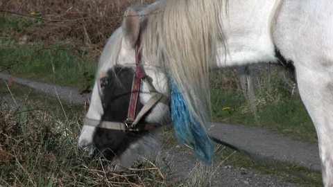 Irish Horse Stock Footage 89141584