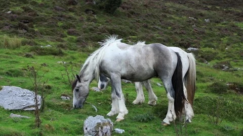 Irish Horses Stock Footage 98832902