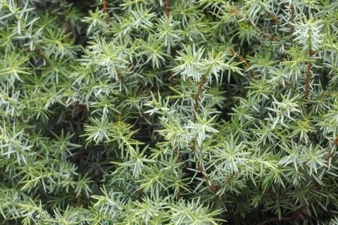 Irish Juniper Tree Leaves in Close-up Stock Photos