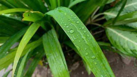 Irish leaf Stock Photos