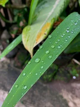 Irish leaf Stock Photos