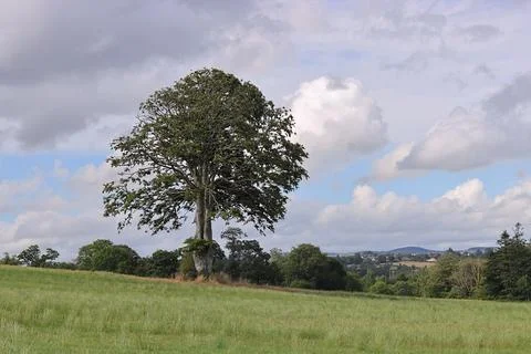 An Irish meadow with tree a background of mountains and a cloudy sky. Stock Photos