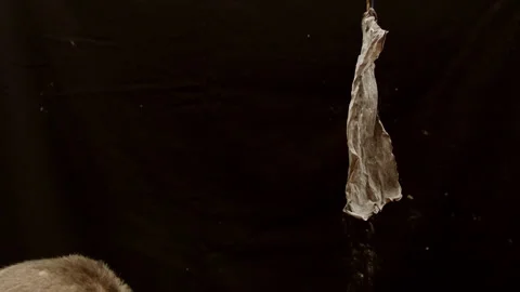 Irish Proclamation Burning Stock Footage 292006515