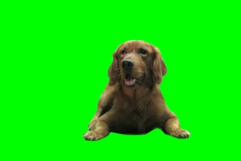 Irish setter Video stock 18459043