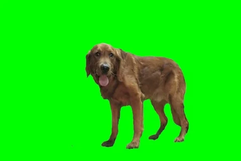 Irish setter Stock Footage 19199166