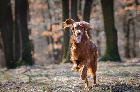 Irish setter hound pointer dog in the spring forrest Stock Photos
