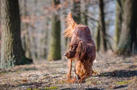 Irish setter hound pointer dog in the spring forrest Stock Photos