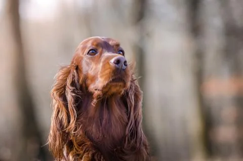Irish setter hound pointer dog in the spring forrest Stock Photos