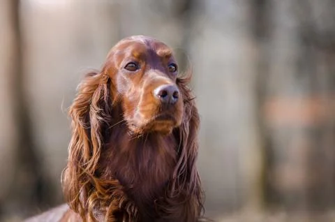 Irish setter hound pointer dog in the spring forrest Stock Photos
