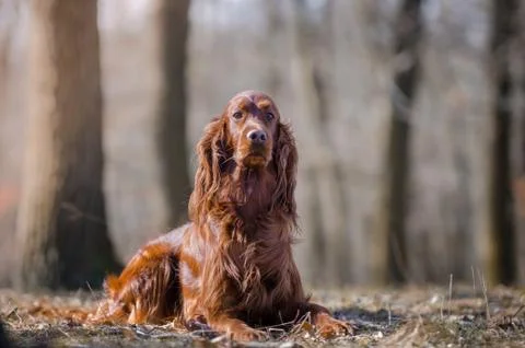 Irish setter hound pointer dog in the spring forrest Stock Photos
