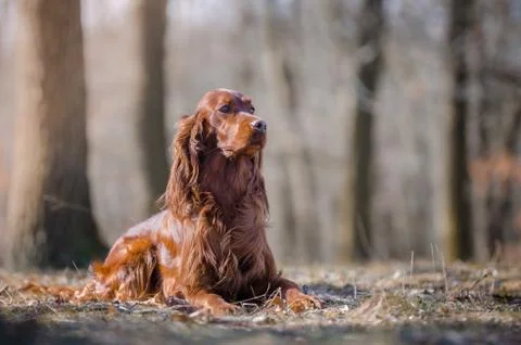 Irish setter hound pointer dog in the spring forrest Stock Photos