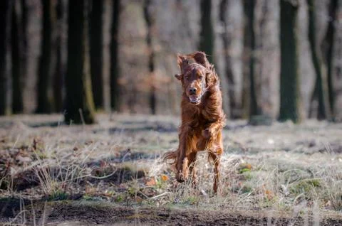 Irish setter hound pointer dog in the spring forrest Stock Photos