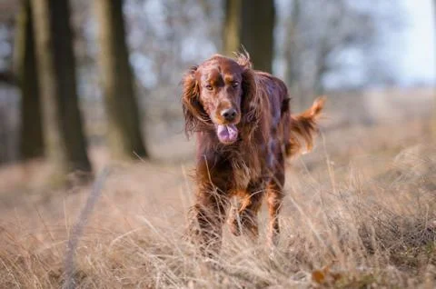 Irish setter hound pointer dog in the spring forrest Stock Photos