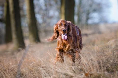 Irish setter hound pointer dog in the spring forrest Stock Photos