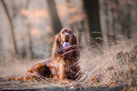 Irish setter hound pointer dog in the spring forrest Stock Photos