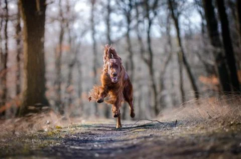Irish setter hound pointer dog in the spring forrest Stock Photos