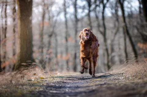 Irish setter hound pointer dog in the spring forrest Stock Photos