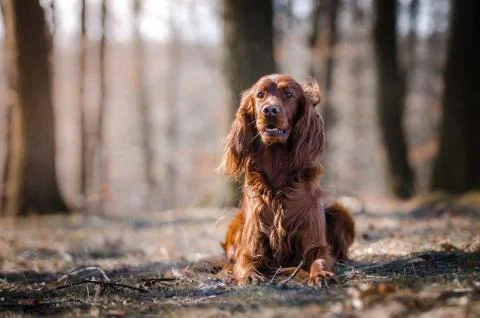 Irish setter hound pointer dog in the spring forrest Stock Photos