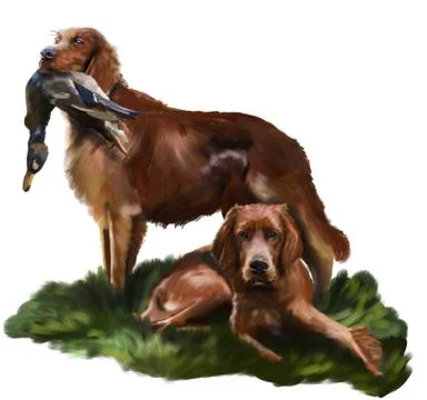 Irish Setter Stock-Illustration