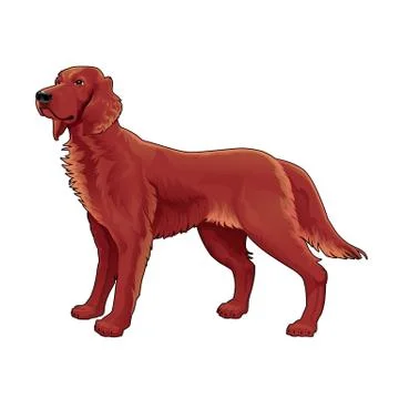 Irish setter. Stock-Illustration