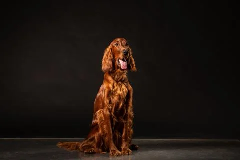 Irish Setter panting studio shot Stock Photos