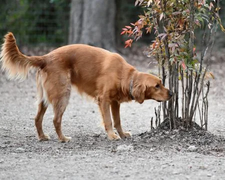 Irish Setter in the Park Stock Photos