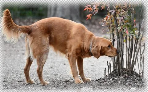 Irish Setter in the Park Stock Photos
