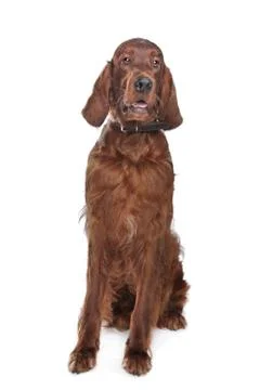 Irish setter Stock Photos