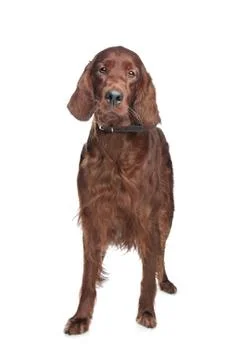 Irish setter Stock Photos