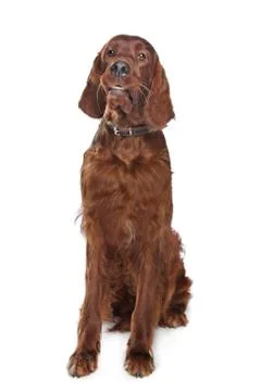 Irish setter Stock Photos